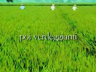 La cultura del Riso - Provincia di Novara