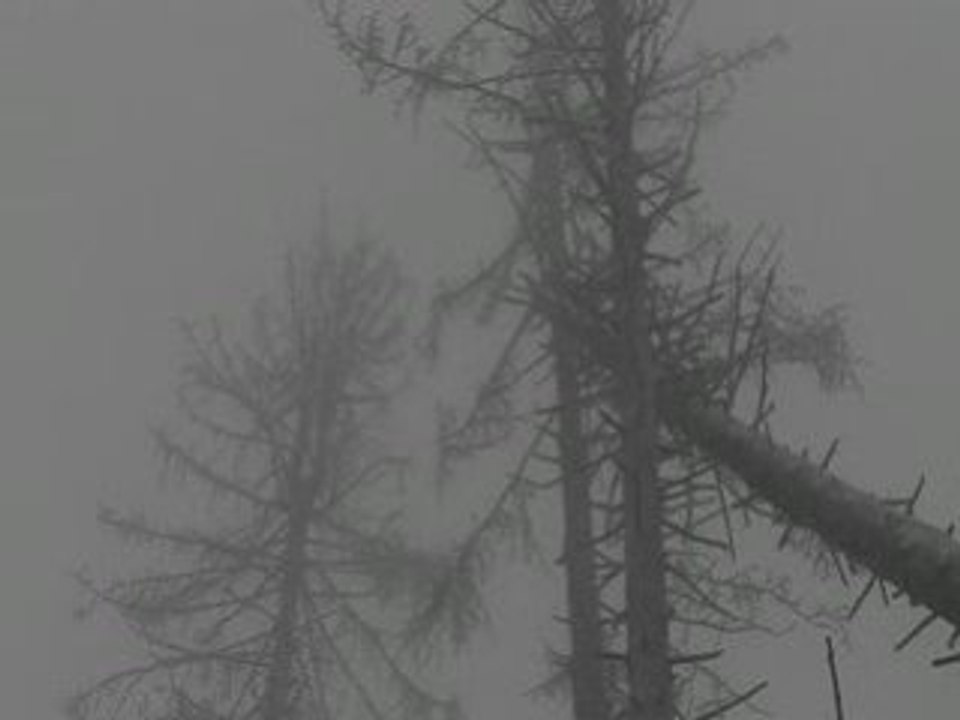 Vinterriket - Forstestruebe