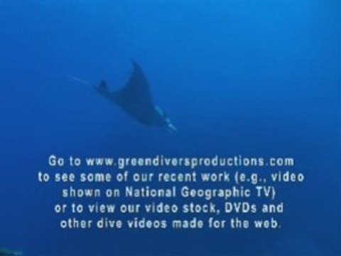 Diving with Mantas at Mad Fish Dive, Kadavu, Fiji Islands