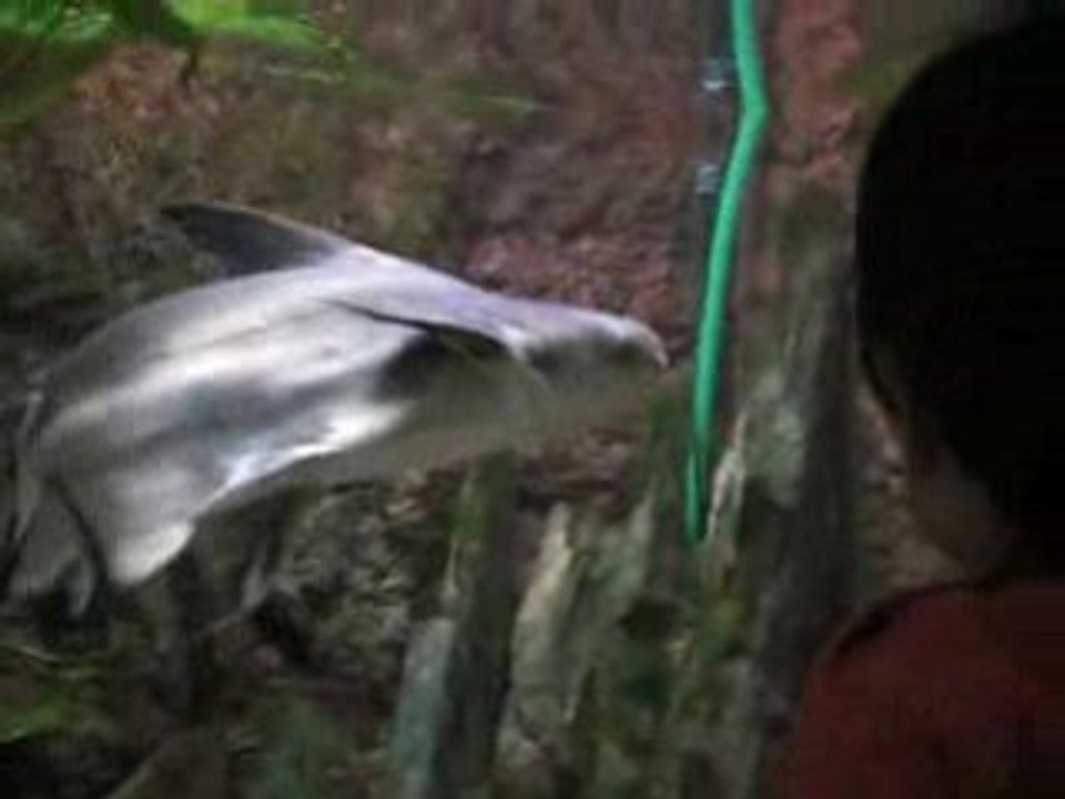 Kenzo à la recherche de Némo