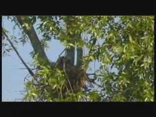 Milans noirs dans les marais de la Vilaine