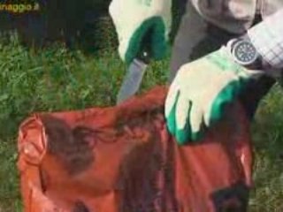 Piante sempreverdi : coltivazione