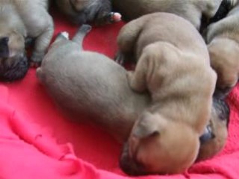 chiots boxer