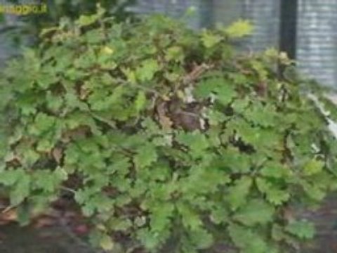 Bonsai: coltivazione e stili