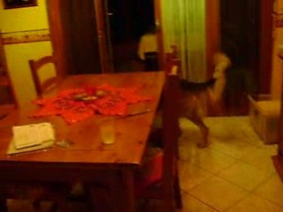 le plus beau chien