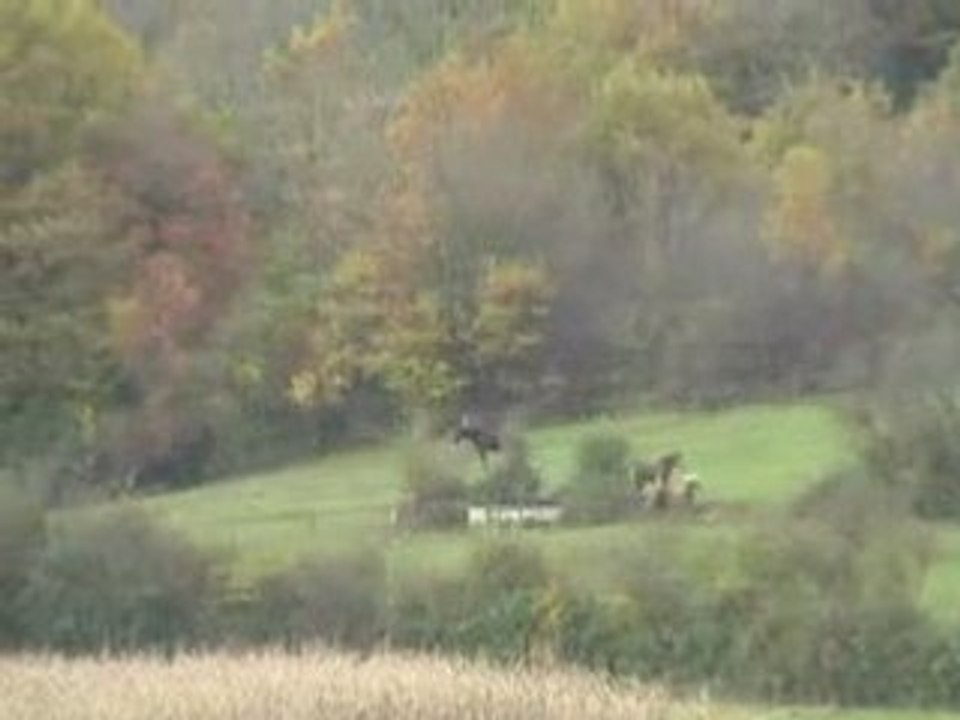 Vidéo 4 chevaux parc du Chanois_0001