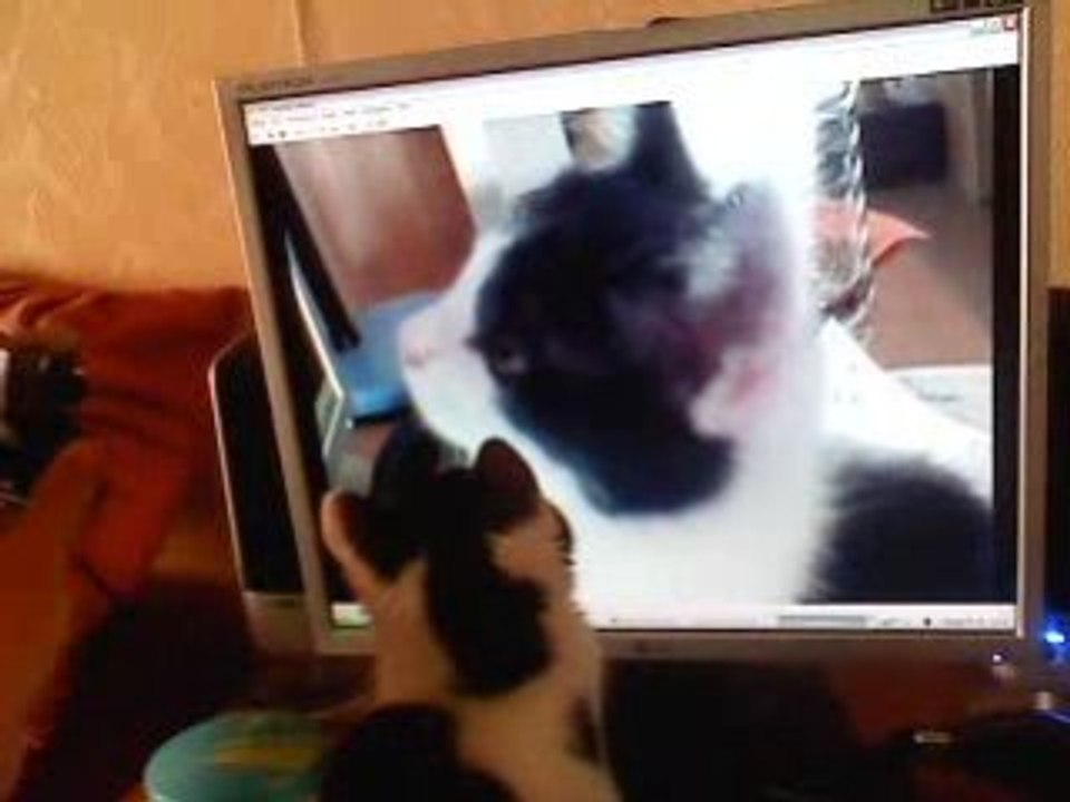 Ma chatte   partie 3