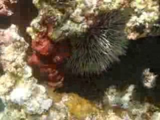 Fernando de Noronha-465