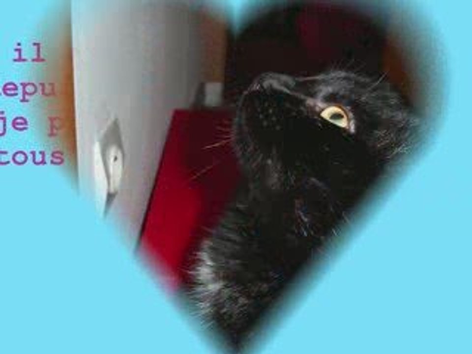 un chat que j'aime
