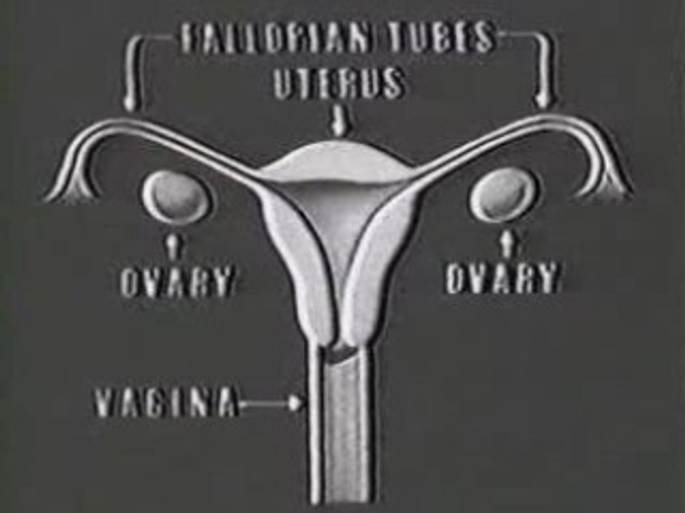 Walt Disney Story Of Menstruation 1946