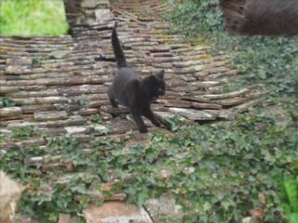 Mes chats et mon chien