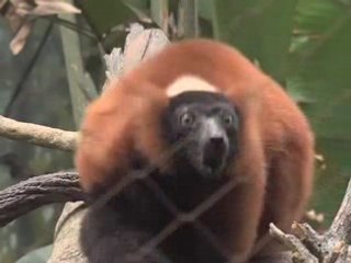 Hear the Call of the Red-Ruff Lemurs