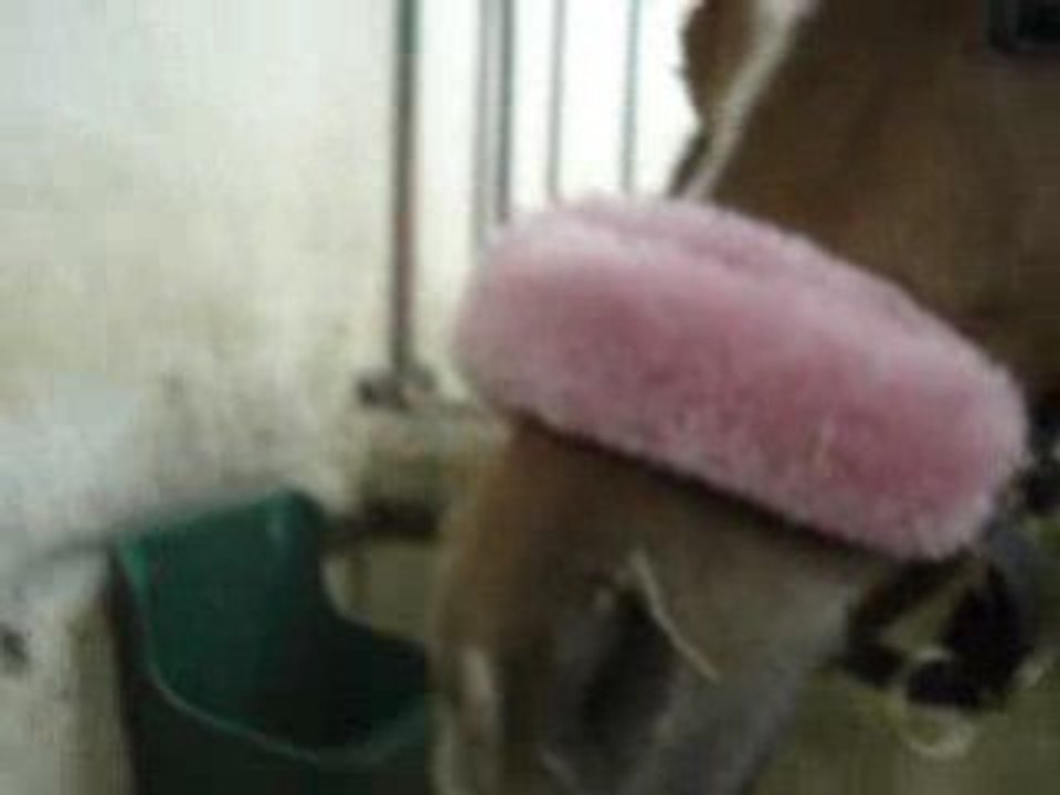 Qlarabel qui bouffe ca pomme