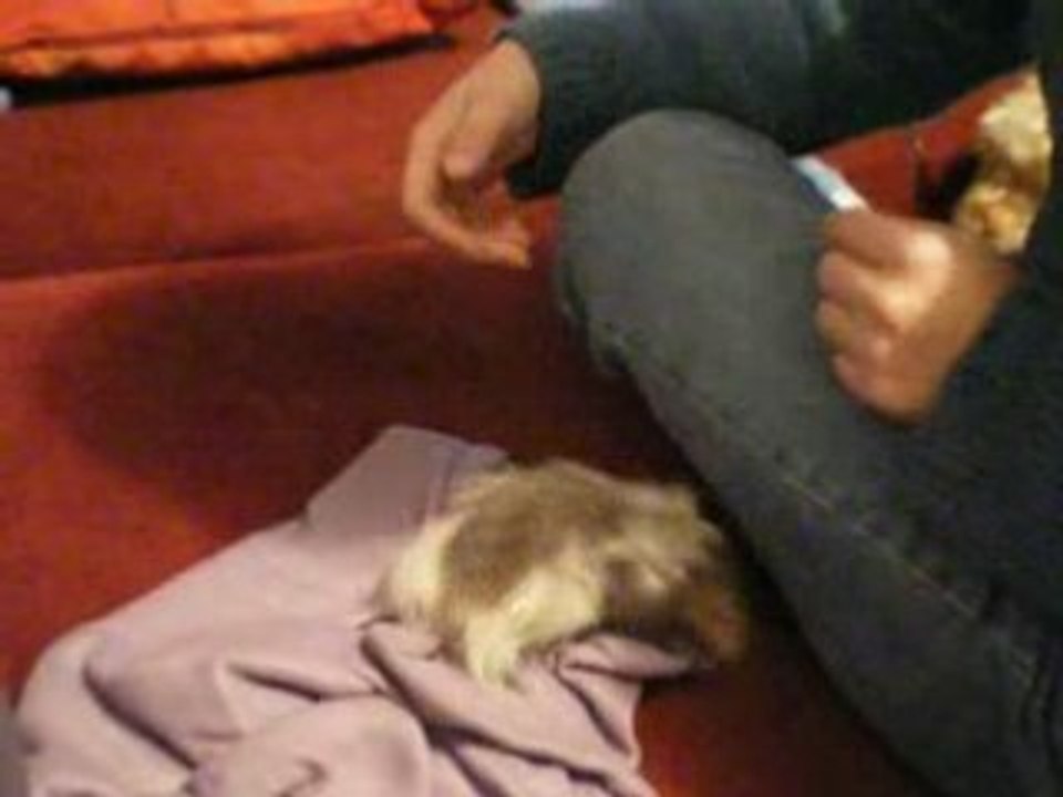Gizmo