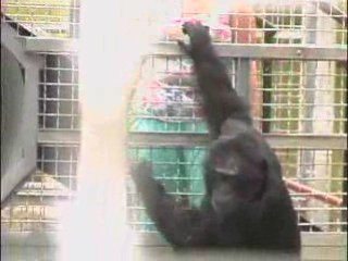 Chimpanzees Hope & her baby Grace