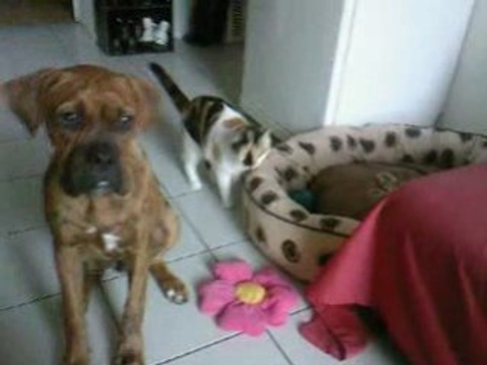 Video cirque diabolo et louloute