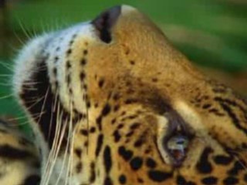 Jaguar eating ayahausca