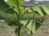 My Grafted Banana Seedlings