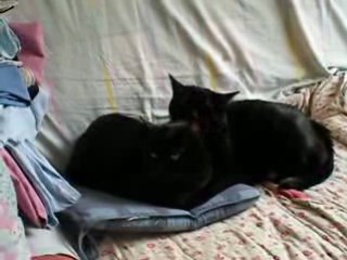 Mes chats