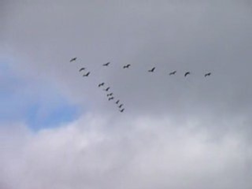 Grues à Châteauroux (36)