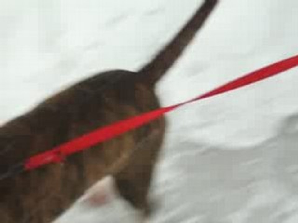 coca (chien de luge)