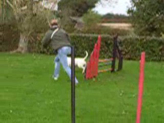 bull-terrier agylity (les débuts de chupa)