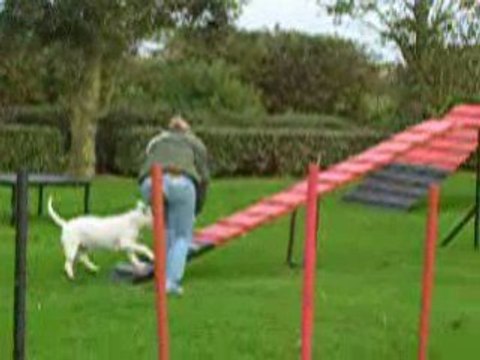 Bull-terrier agility (les débuts de Chupa)
