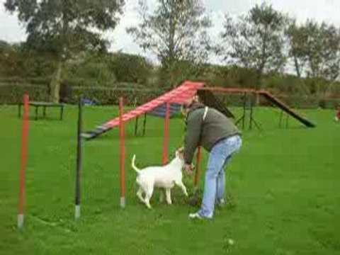 Bull-terrier agility (les débuts de chupa)