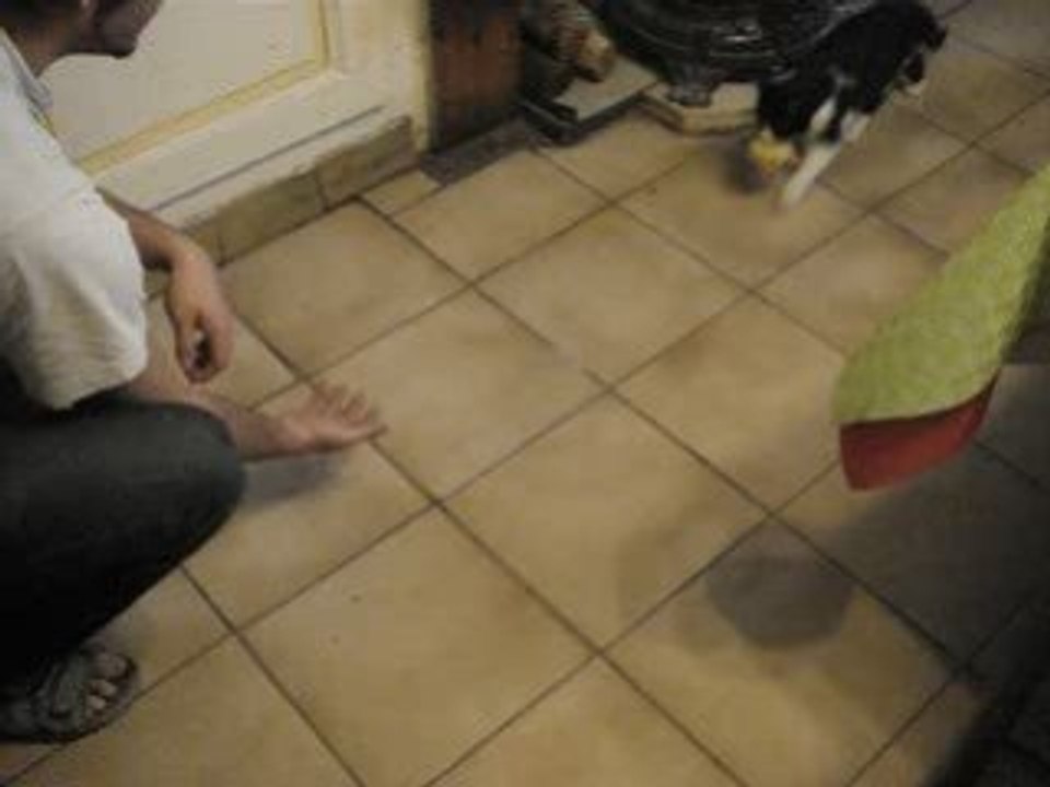 Le chat qui rapporte la balle