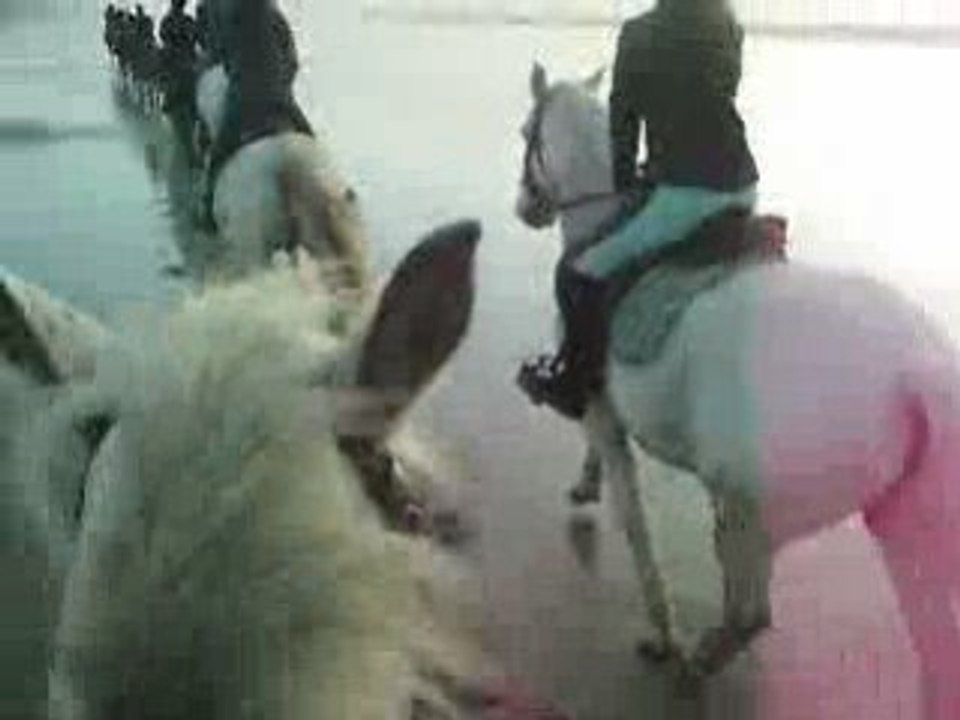 galop sur la plage