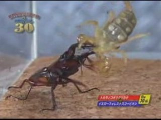 Japanese Bug Fights Presents Round the 30th.