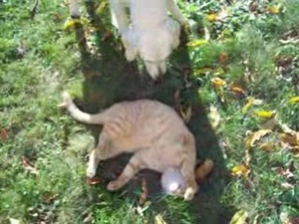 Tigrou et Cisca dans le jardin, nov 2008