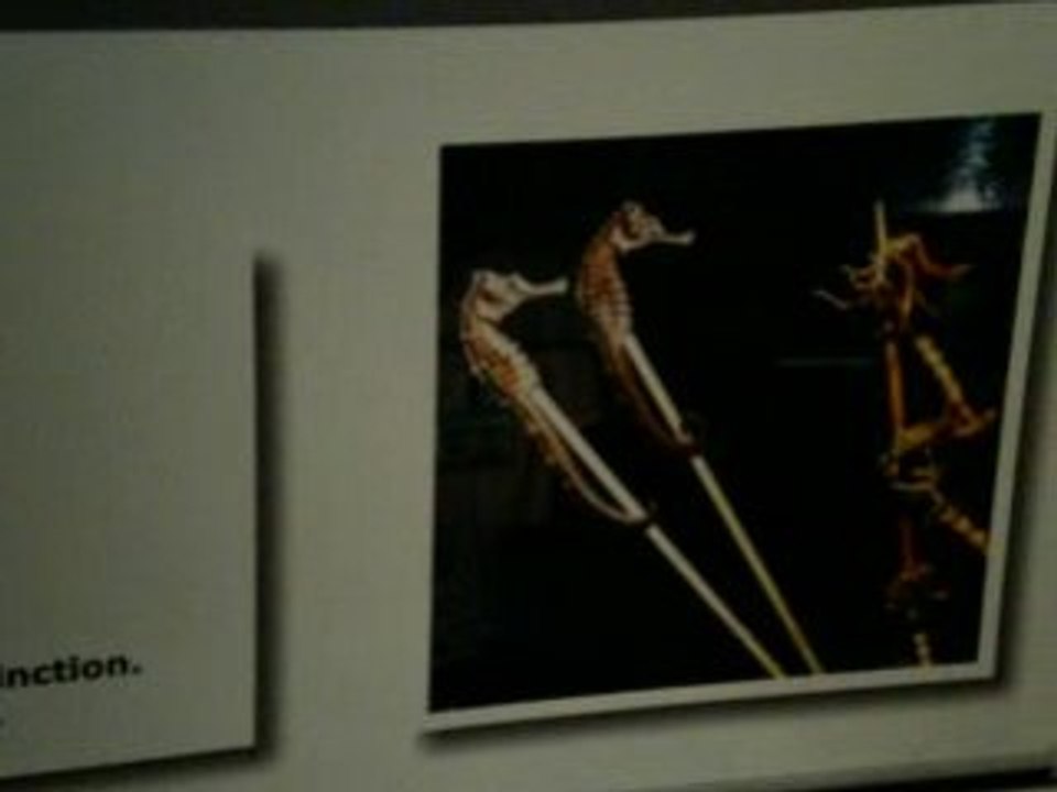 Sea Life Blankenberghe hippocampes secher