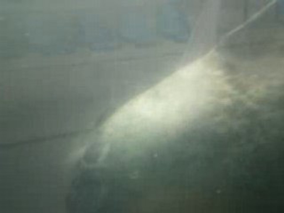 Sea Life Blankenberghe phoque