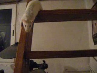 Shadow qui descends les escaliers