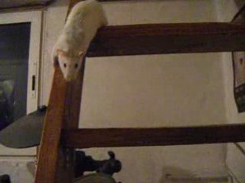 Shadow qui descends les escaliers