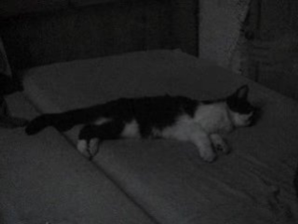 Le chat qui dort, dort,....dort