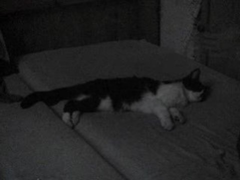 Le chat qui dort, dort,....dort