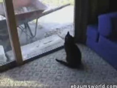 mad guy screaming at his cats