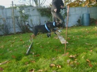 Agilitie d'un mardi après-midi (04-11-08)