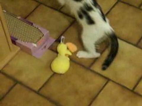 Chat Titi & Gros Minet 2 le retour de la revanche