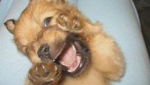 PUPPY LIFE