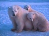 L'OURS POLAIRE