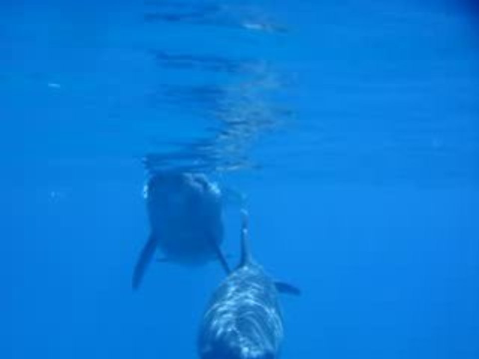 due delfini a El Gouna - Mar Rosso - Dolphin House - Enza