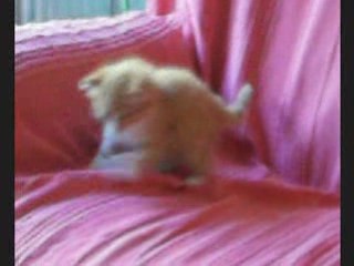 Azraël sur le canapé, 4 novembre 2008