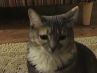 Kitty Metalhead (Singing Cats Part 2)