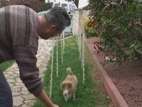 Agility-Diablesse-Slalom