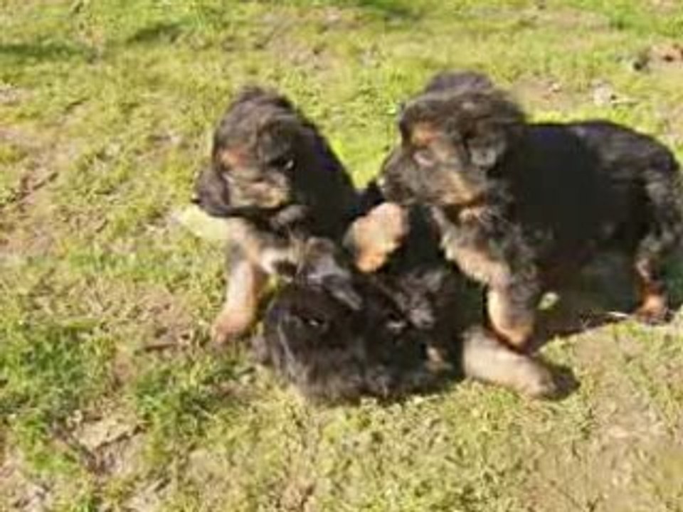 Bebes