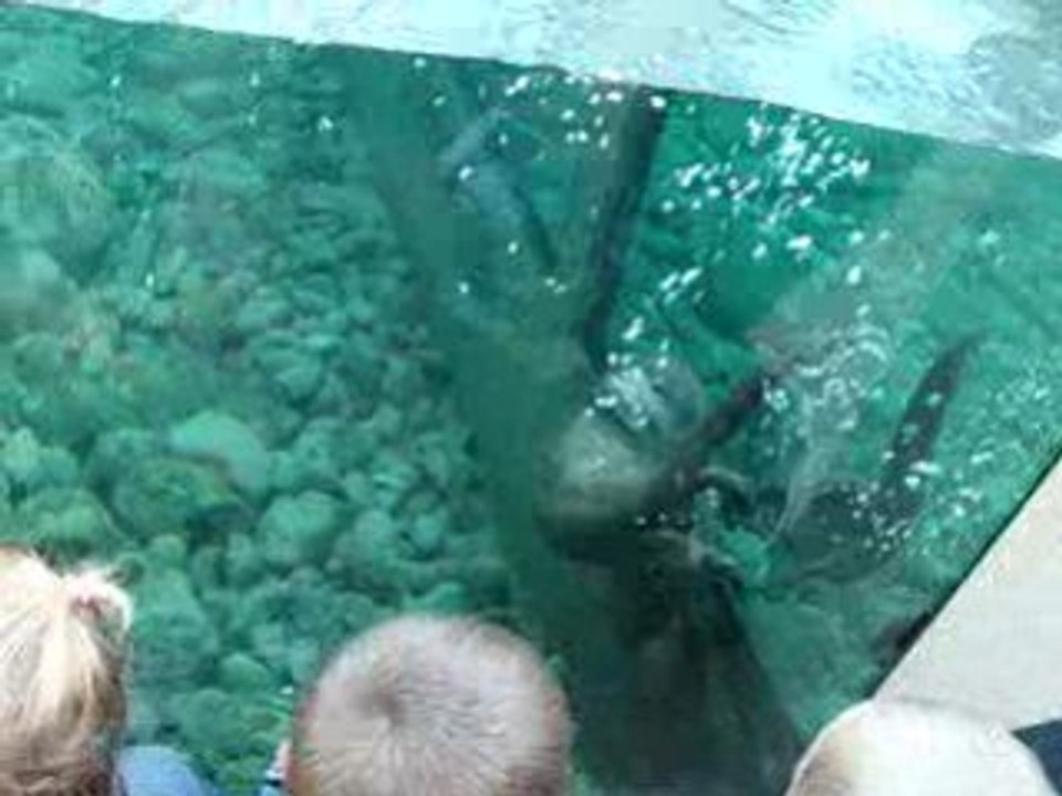 parc phoenix loutres