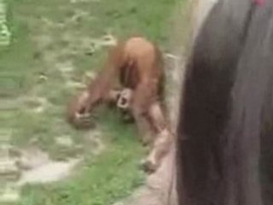 Really thristy monkey